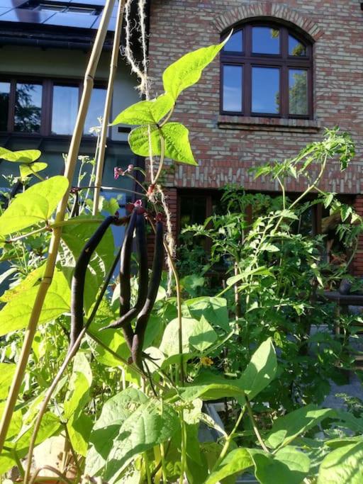 Leśny kasztel pod sosnami. Pokój w koronach drzew. - Hizvo