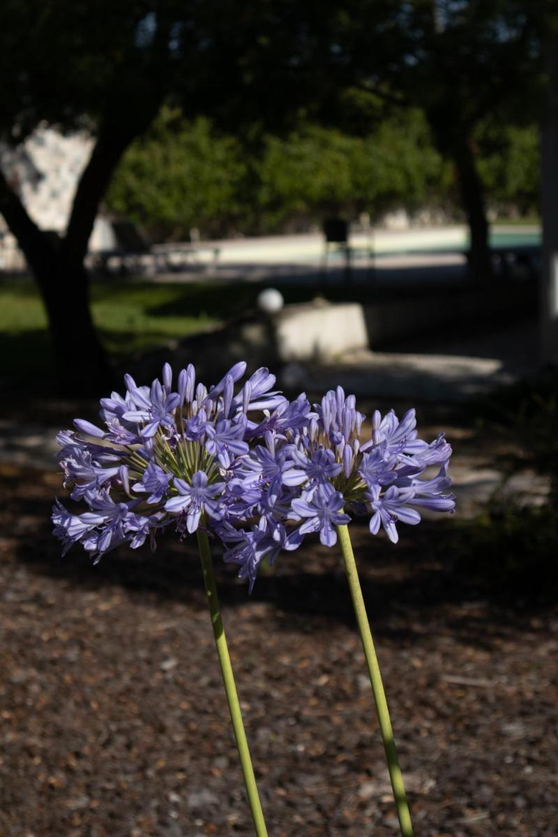 Um jardim no exterior de Aires da Serra Hotel