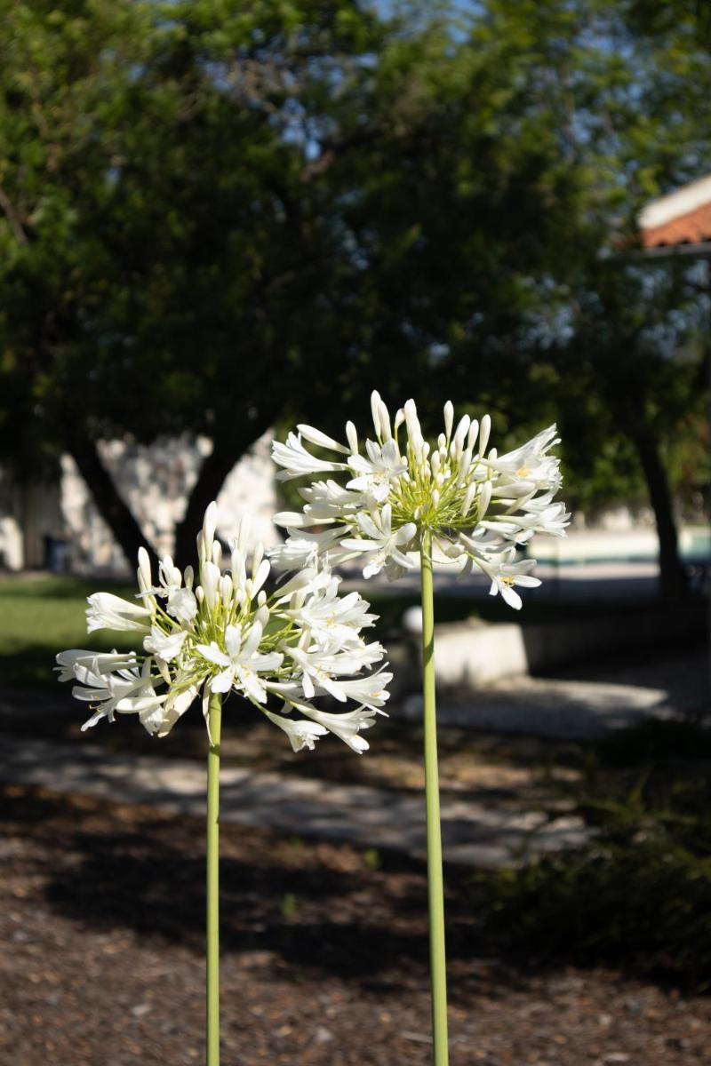 Um jardim no exterior de Aires da Serra Hotel