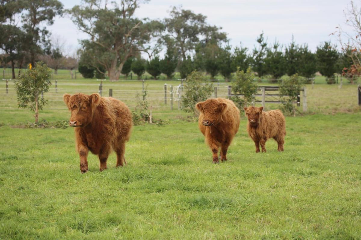 Little Sherwood Drouin Petting Zoo & Cottages - Housity