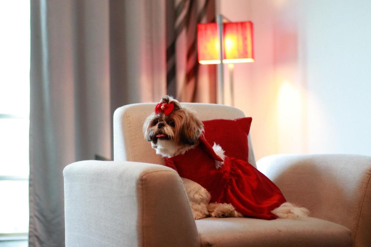 a dog sitting in a chair wearing a red dress at Novotel Ahmedabad in Ahmedabad