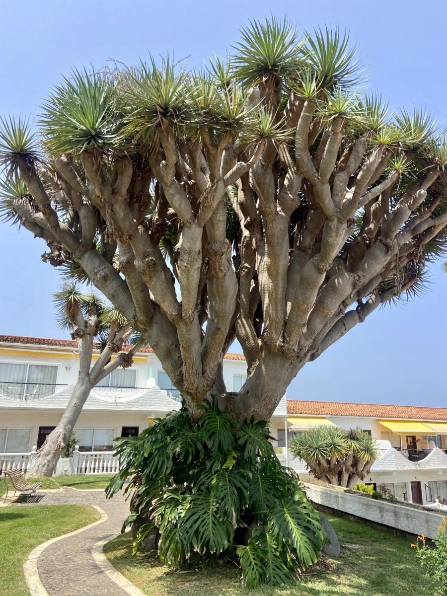 Guanche Bay - Housity