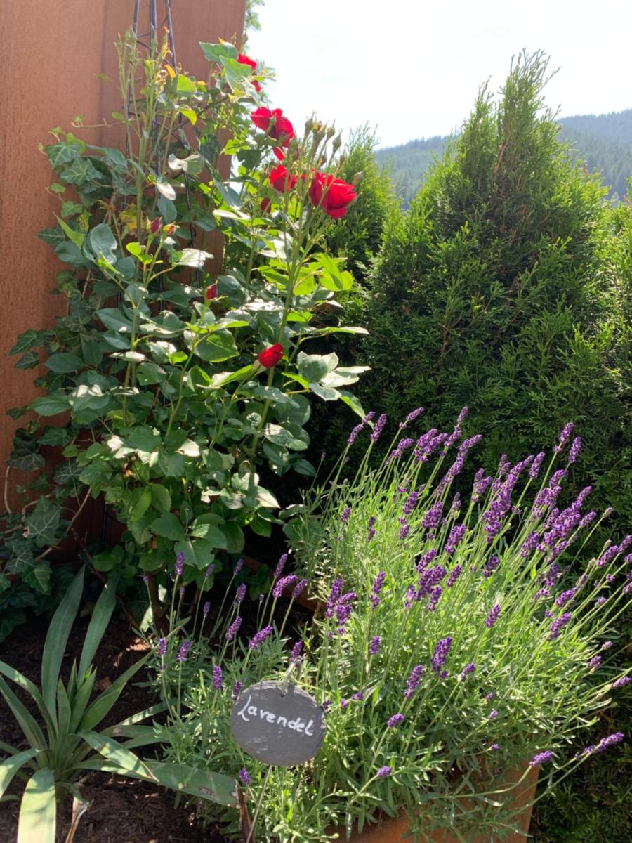 Die Filzmooserin Apartments - Housity