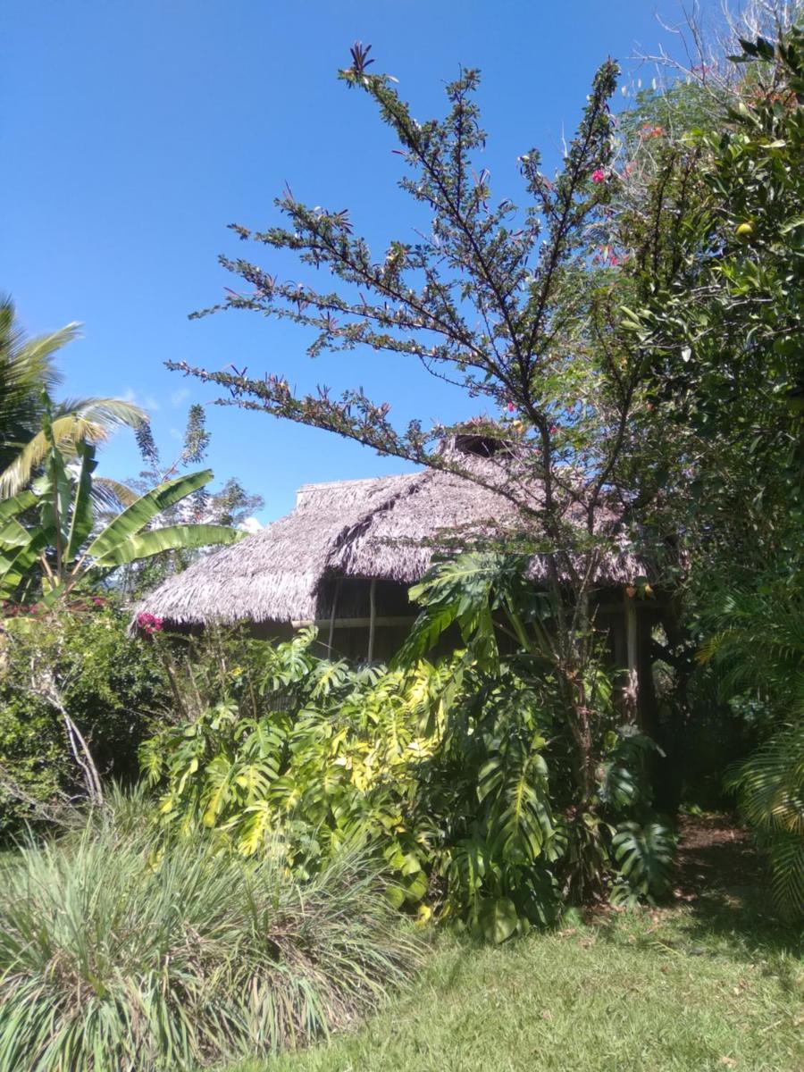 Cloud forest SAN CARLOS - Housity
