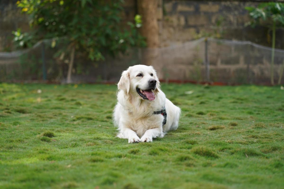 a white dog laying on the grass in a yard at Novotel Ahmedabad in Ahmedabad