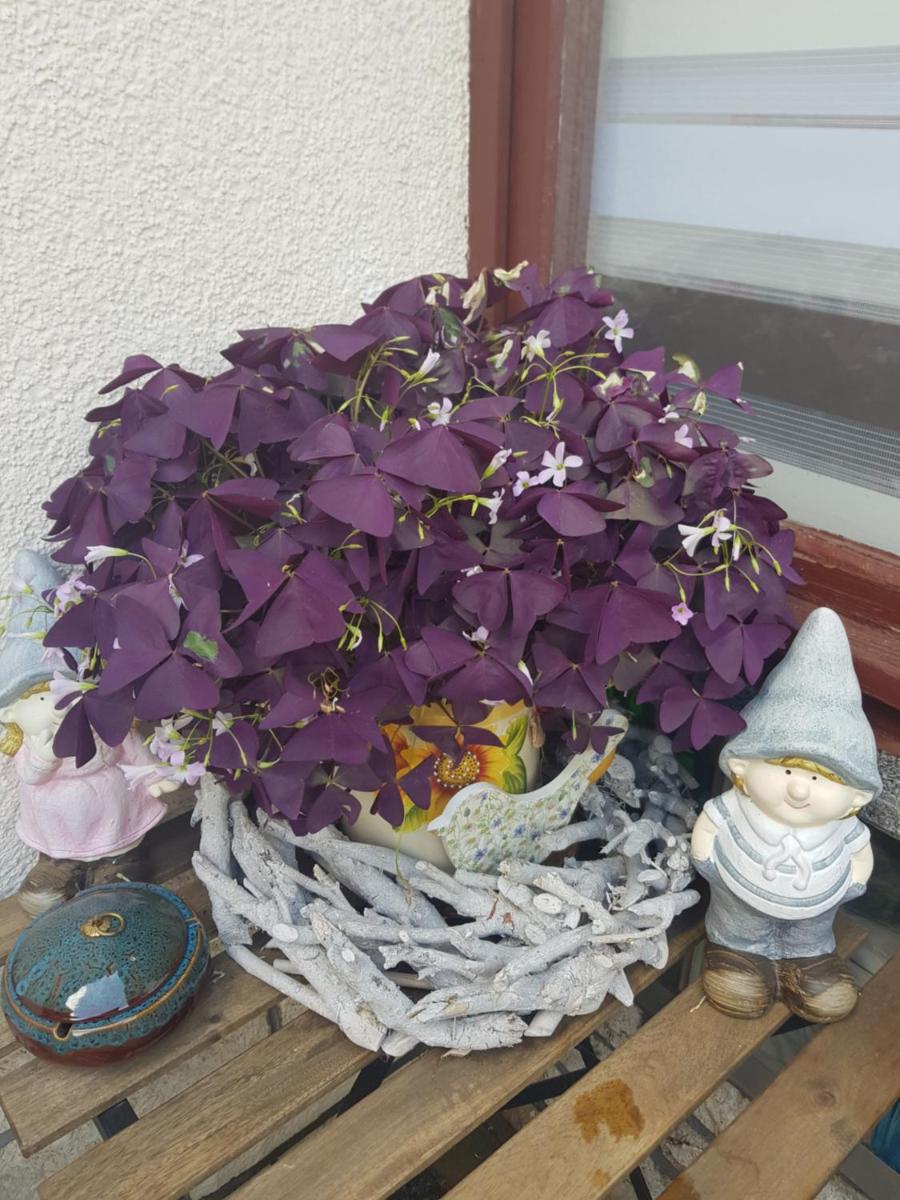 FeWo Weimar - Housity