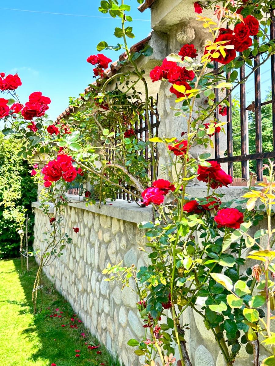 Villa Rila Garden - Housity