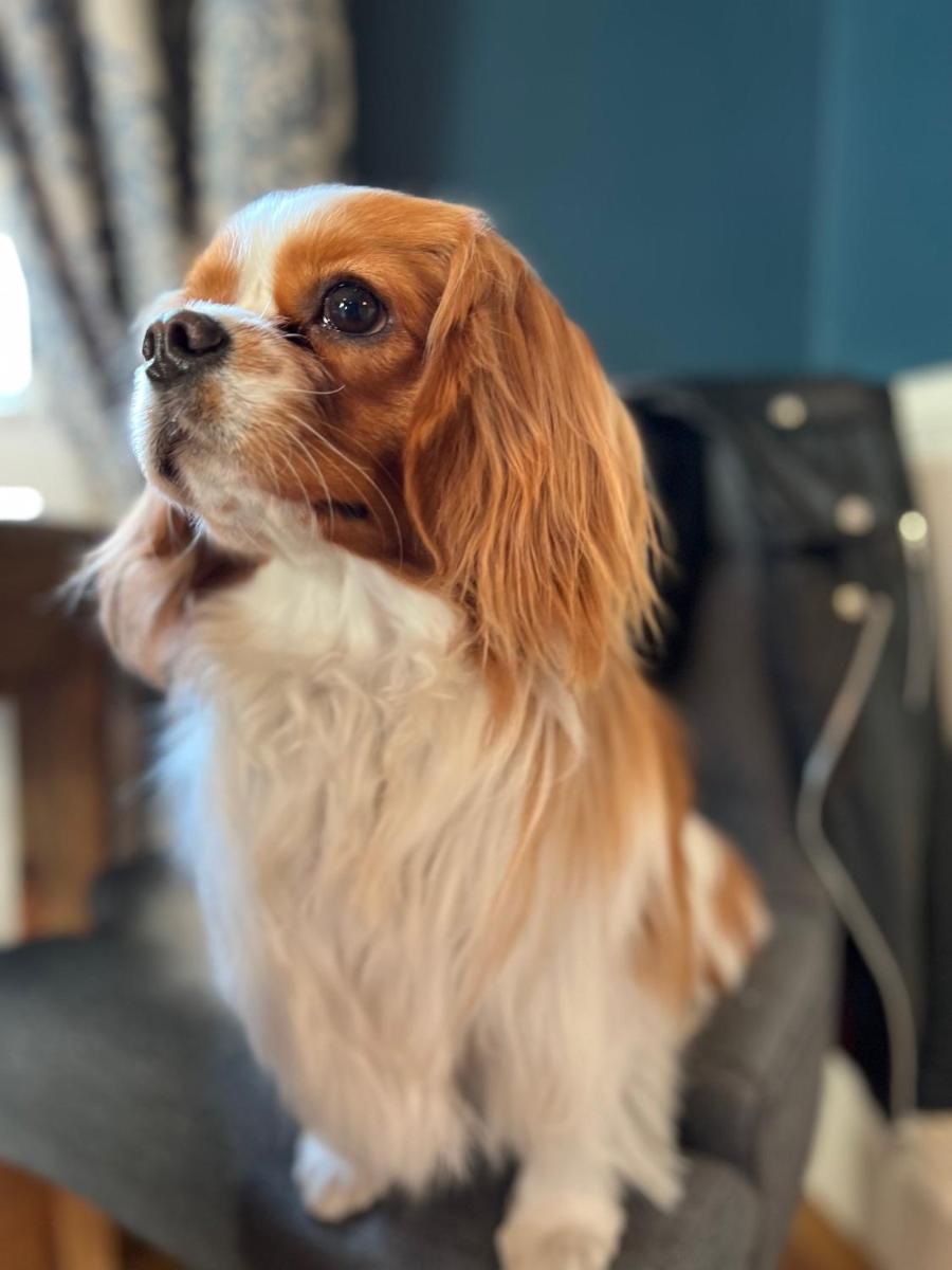Animal ou animaux domestique(s) séjournant avec des clients dans l'établissement Château Hôtel Edward 1er