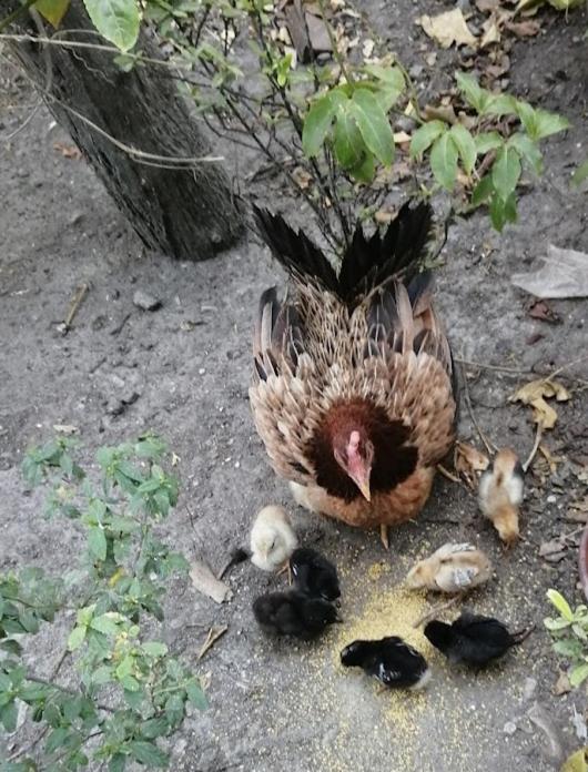 Centro Ubuntu - Housity