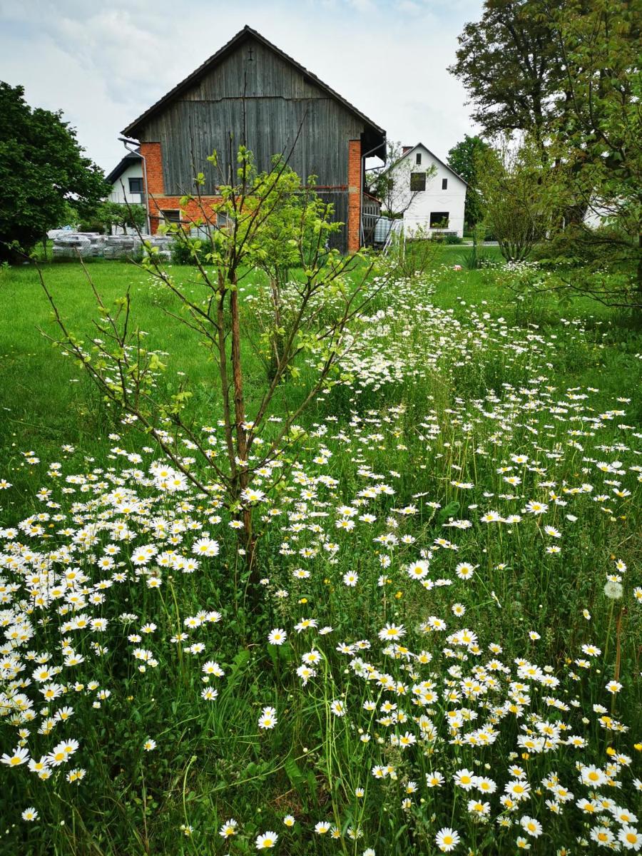 MERIKOTKA - a cozy wooden cottage, sLOVEnia - Housity