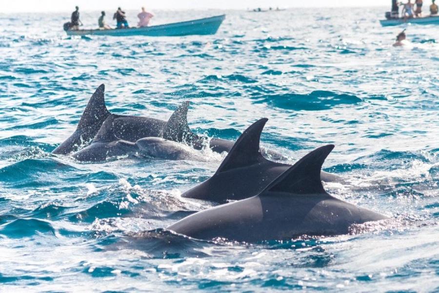 Coconut Tour - Housity