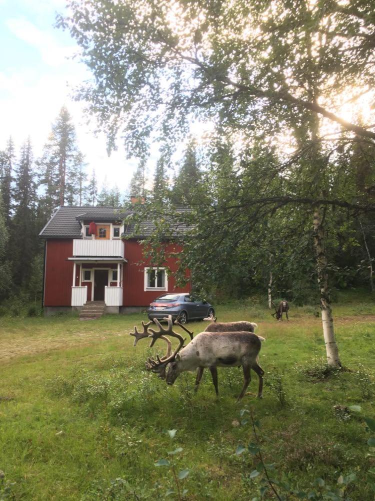 Sågen - Great wildlife, no neighbours, large house - Housity