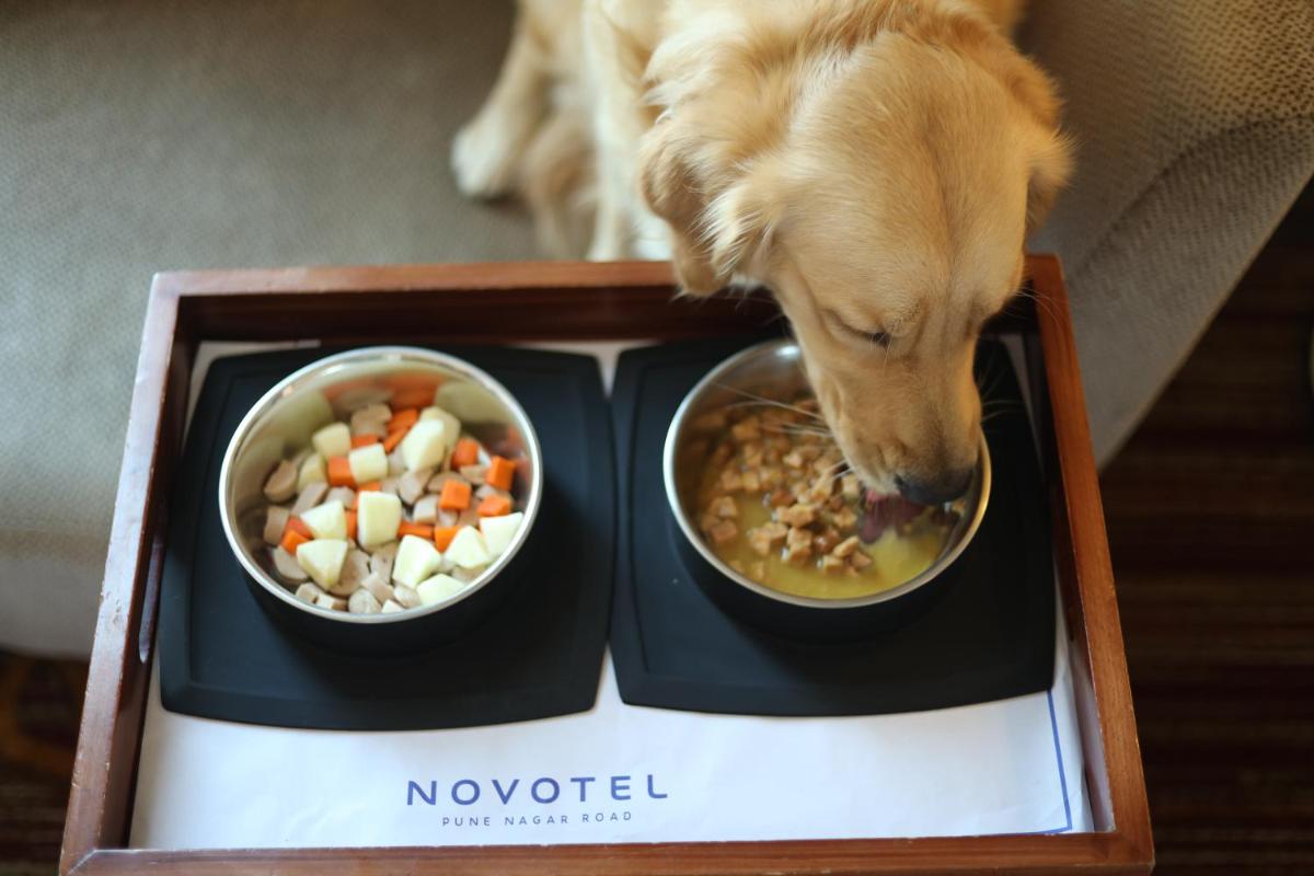 a dog eating food out of a bowl of soup at Novotel Pune Viman Nagar Road in Pune