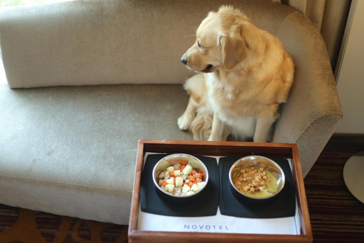 a dog sitting on a couch with a tray of food at Novotel Pune Viman Nagar Road in Pune