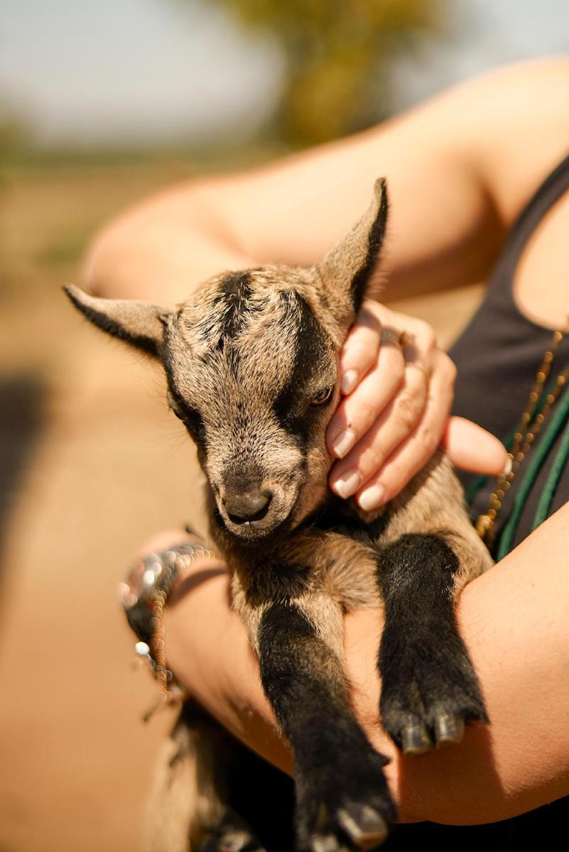 Animais no hotel ou nos arredores