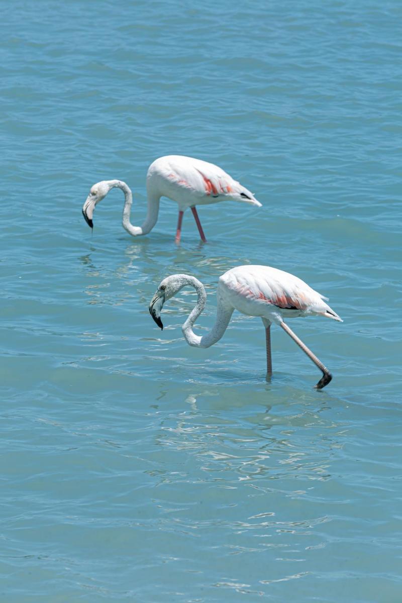 Animales en el hotel o alrededores