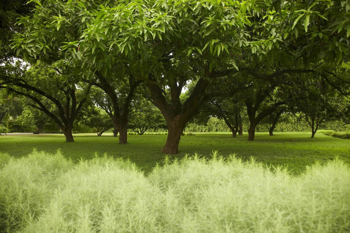 a group of trees in a field with grass at Taj Ganges Varanasi in Varanasi