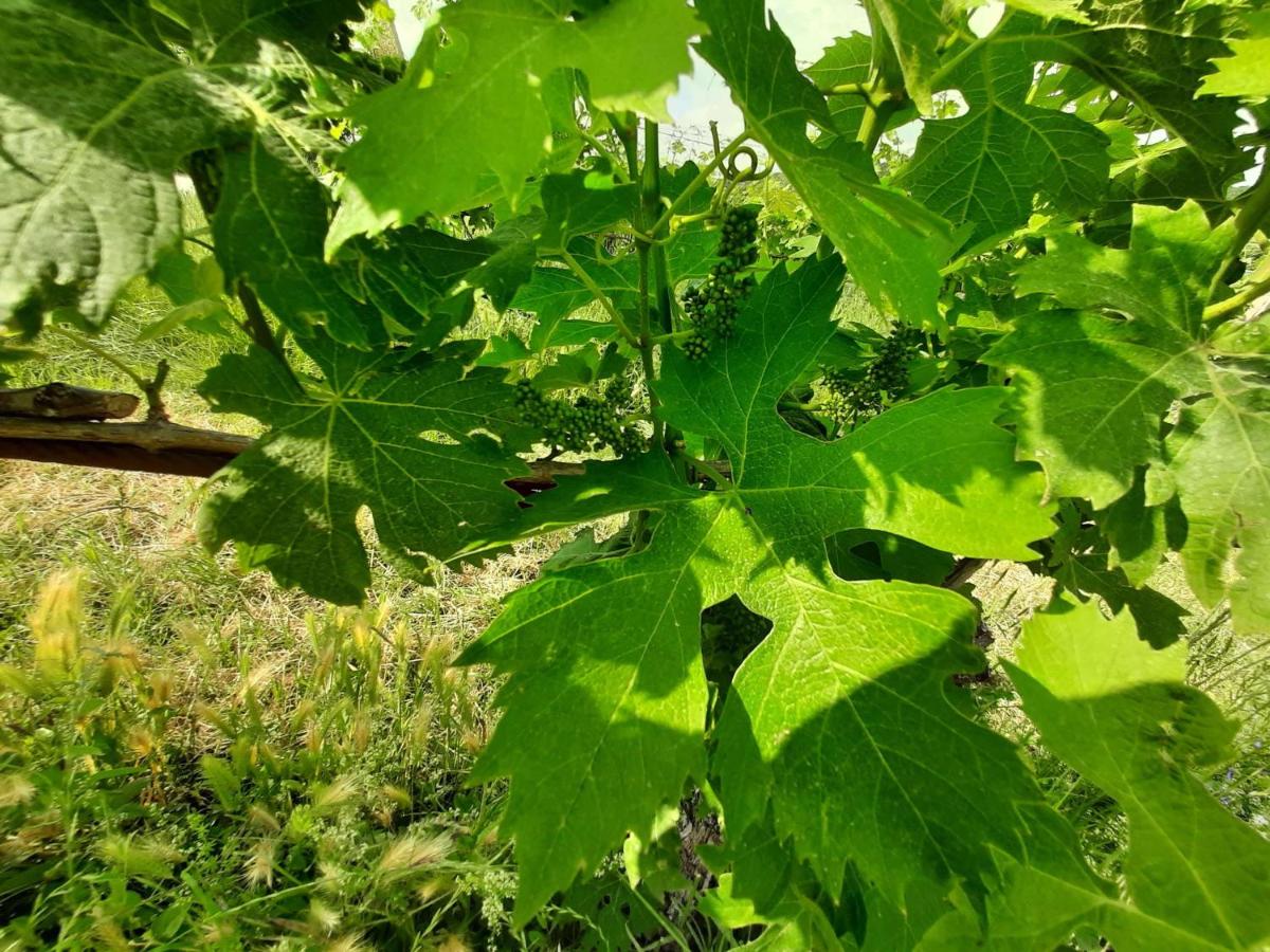 Agriturismo Andreis Alloggi - Housity