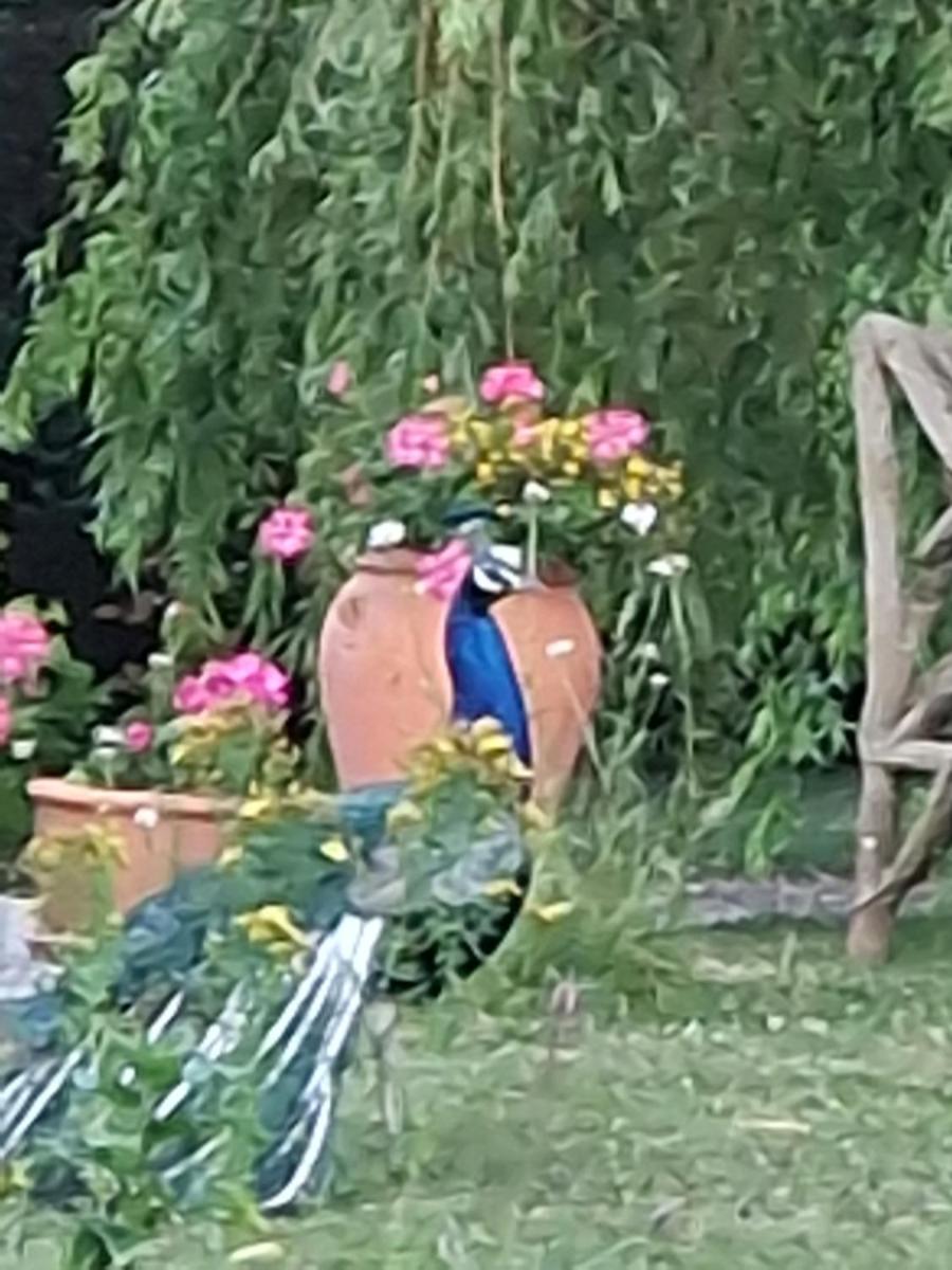 Maisonnette avec la terrasse - Housity