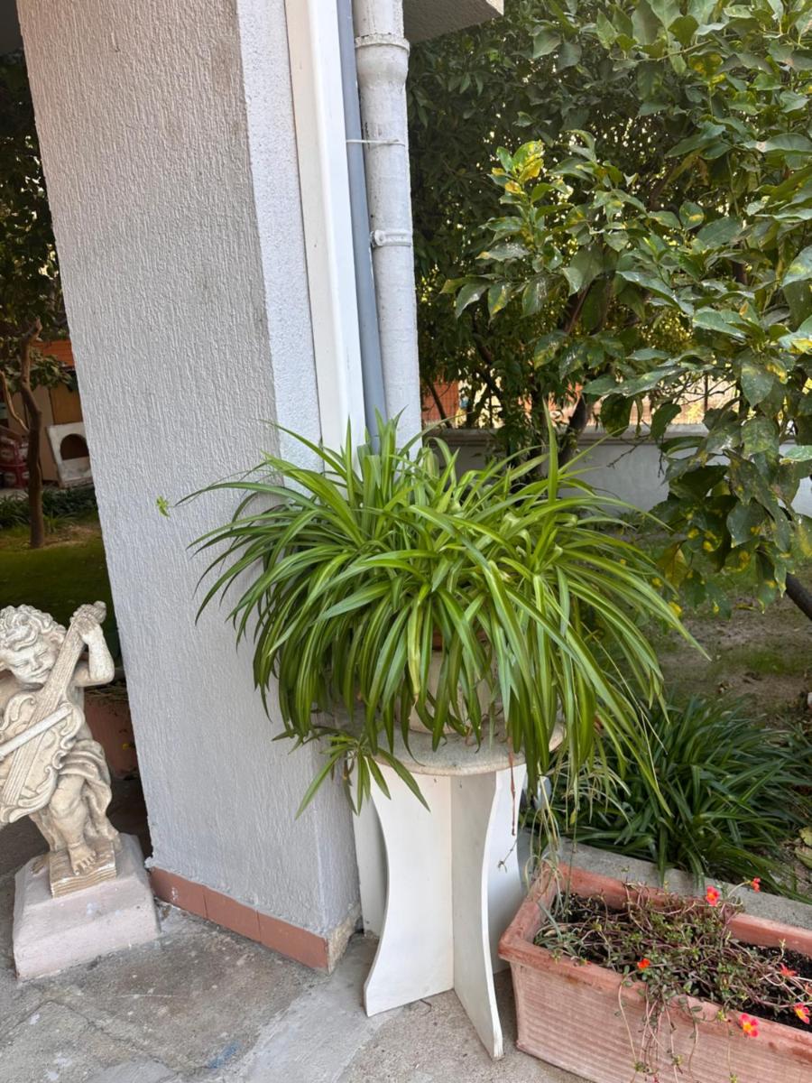 AjòAOlbia b&b - Hizvo