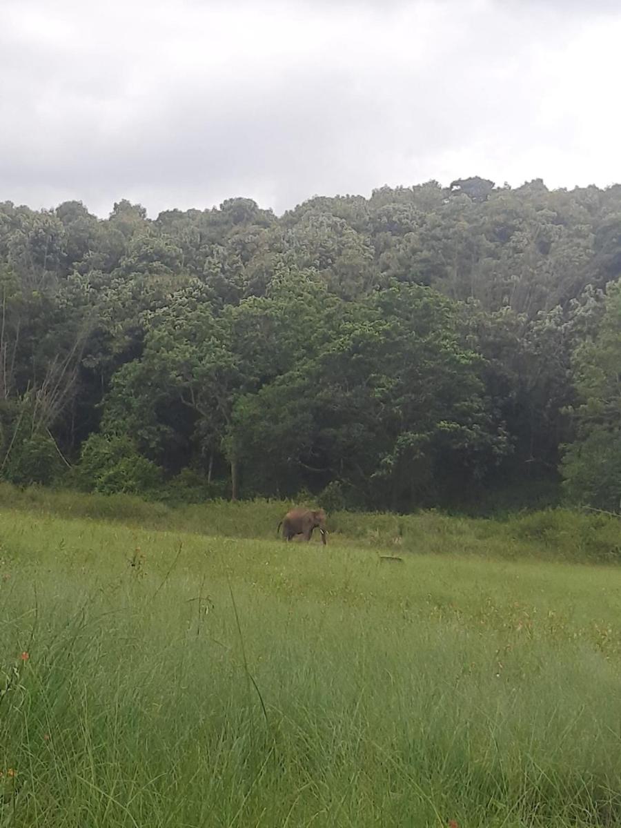 Deer Meadows Bandipur Mudumalai - Housity