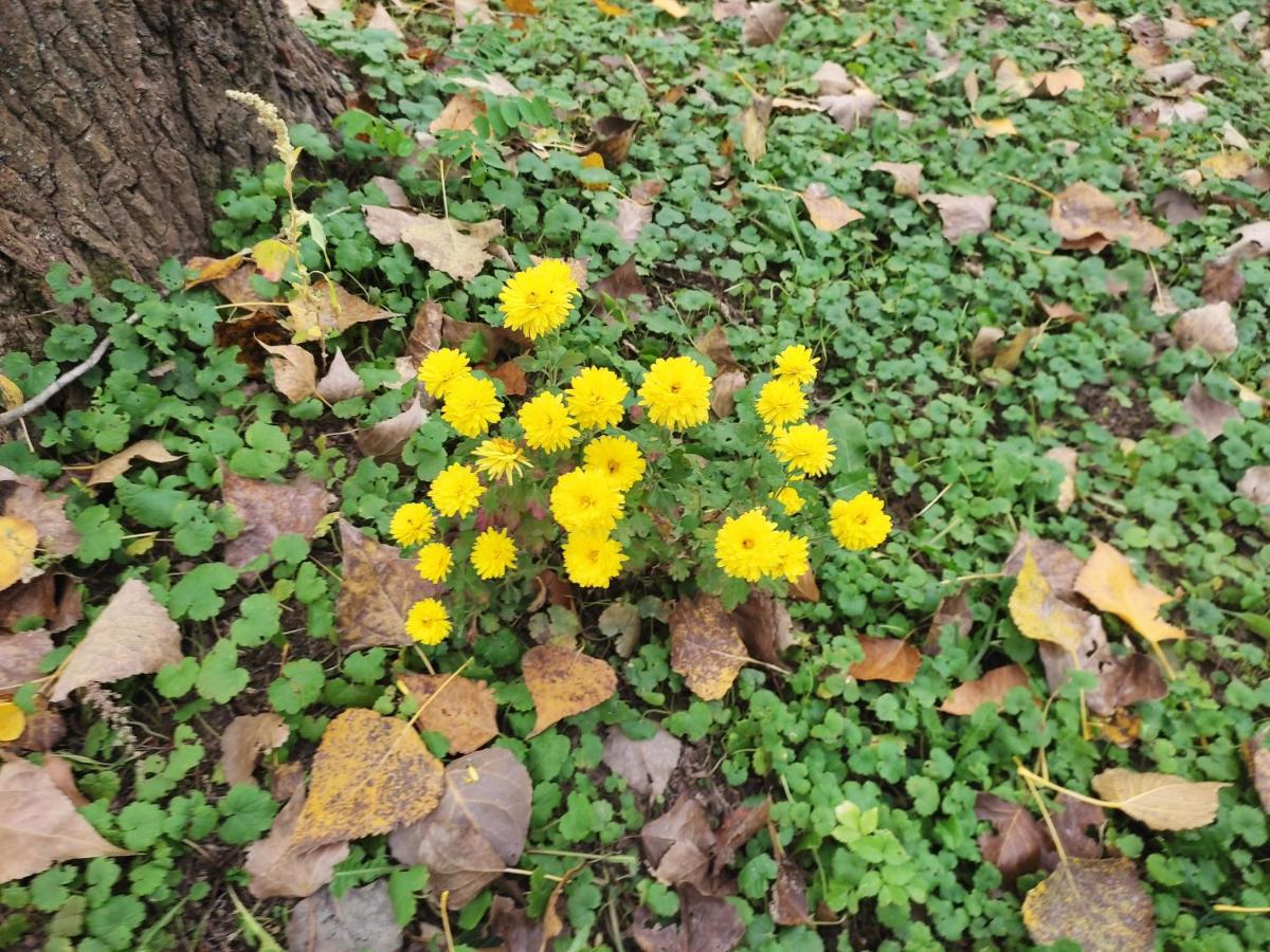 Quiet corner čarda - Housity
