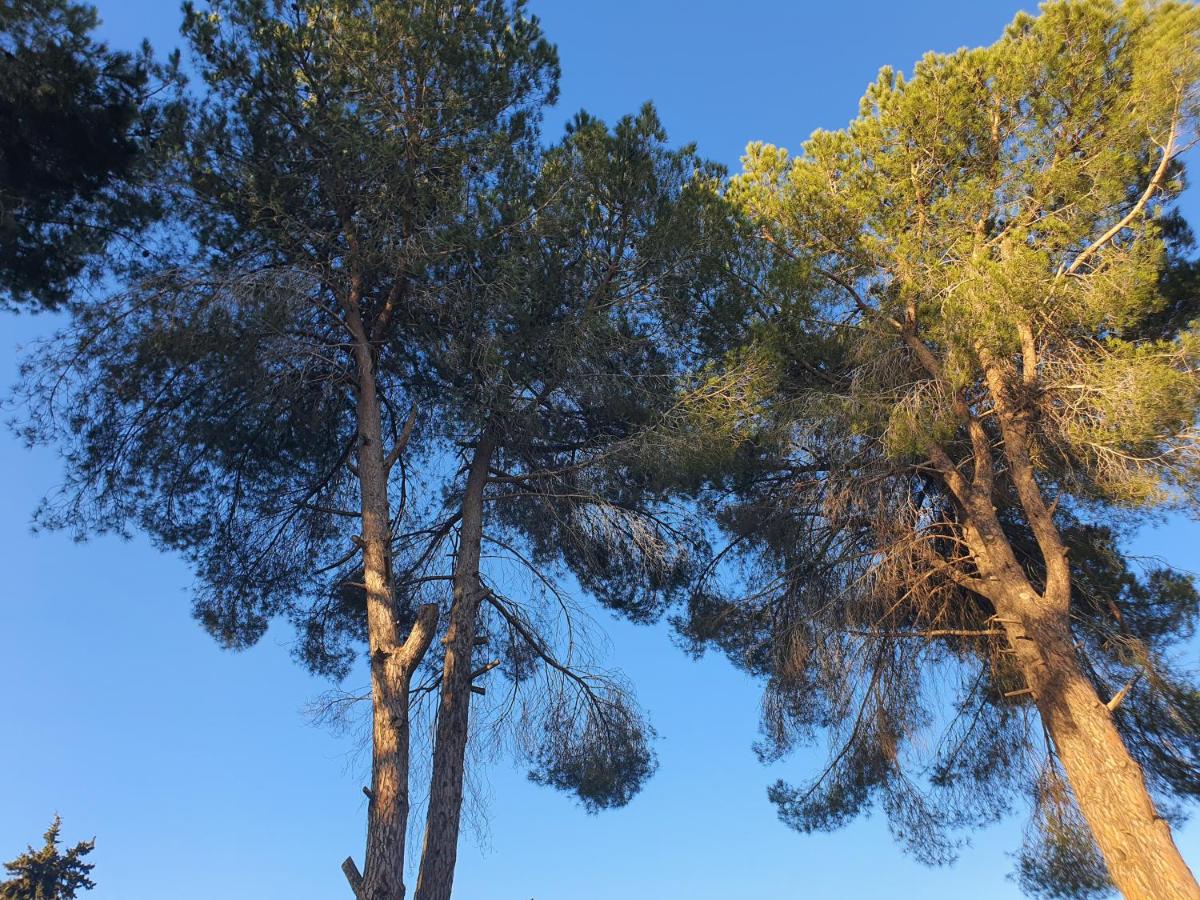 Under the pine trees - Housity