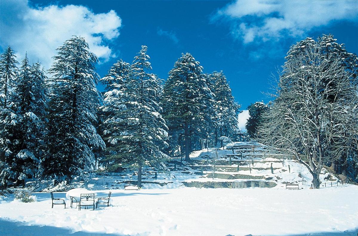 a group of trees covered in snow at Wildflower Hall, An Oberoi Resort, Shimla in Shimla