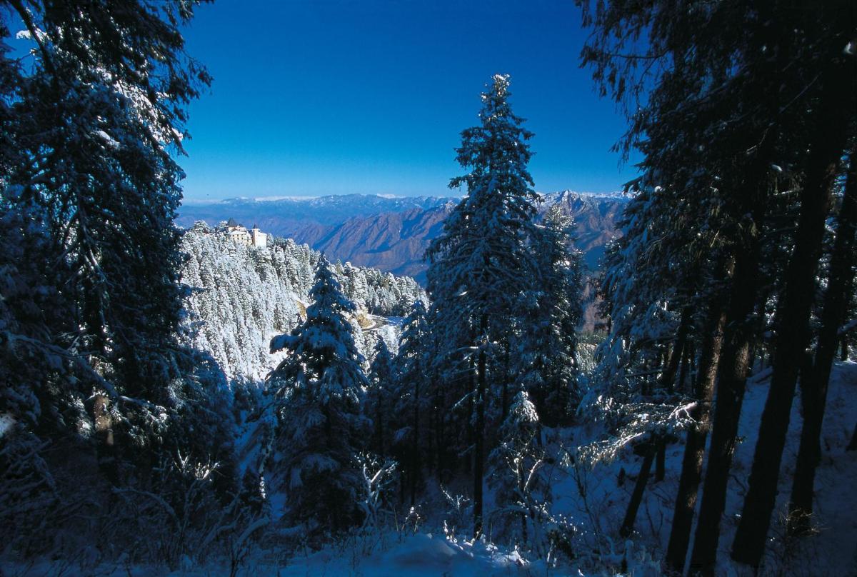 a group of trees covered in snow on a mountain at Wildflower Hall, An Oberoi Resort, Shimla in Shimla