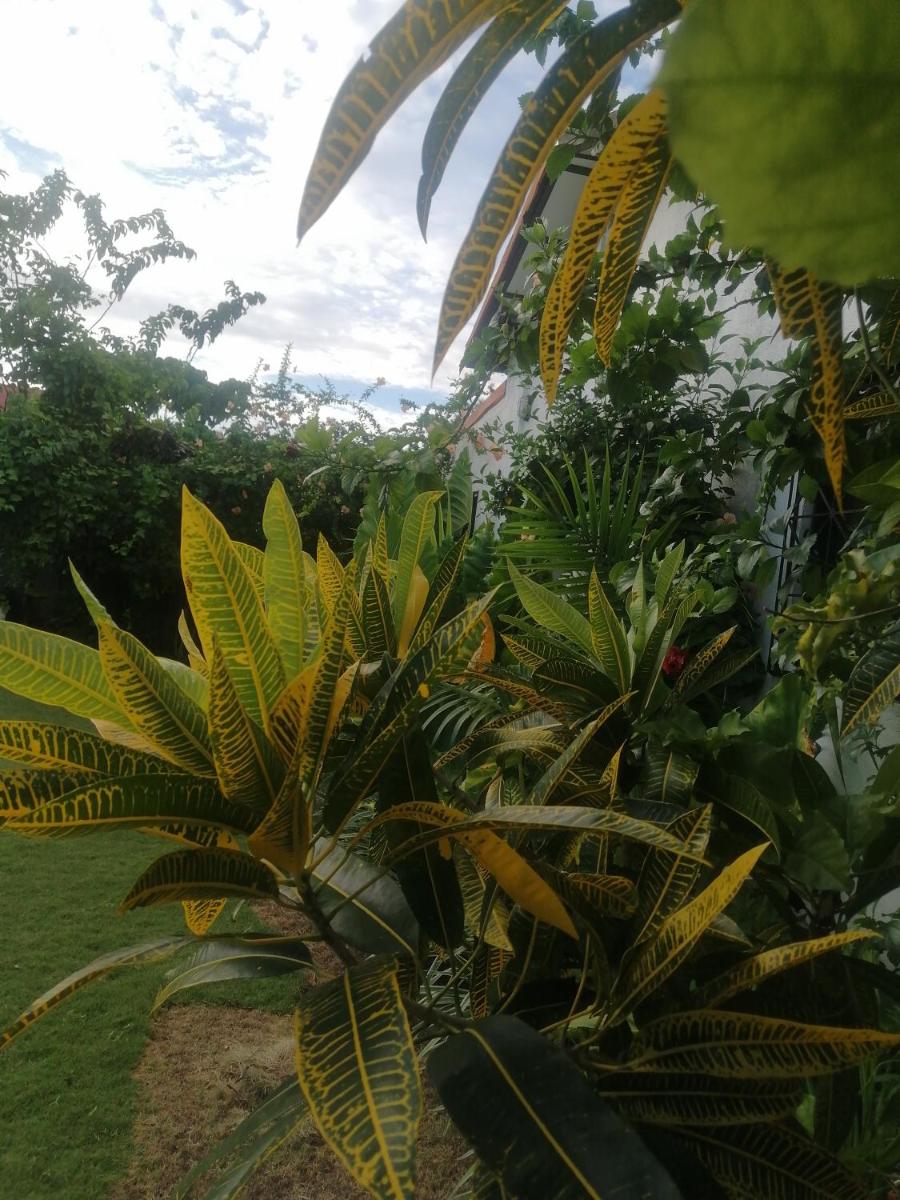 Siargao Homely Homestay - Housity