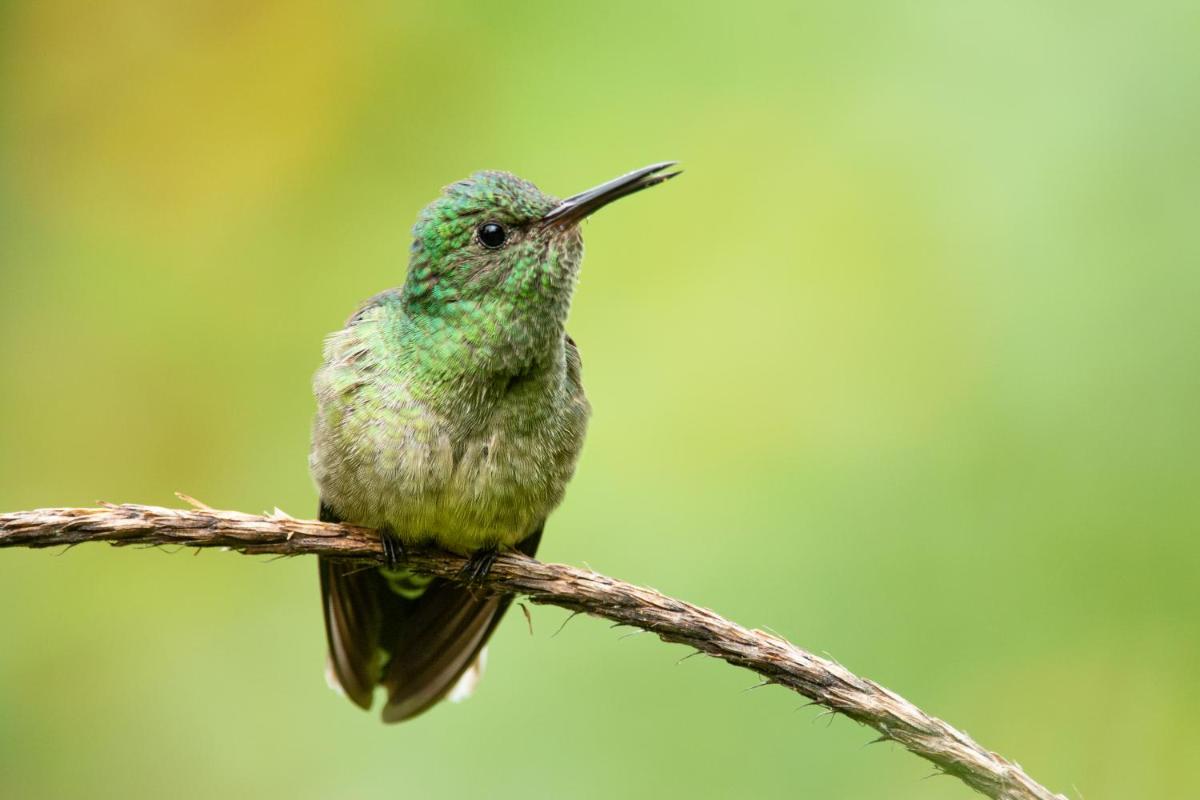 Cecropia Ecolodge - Housity