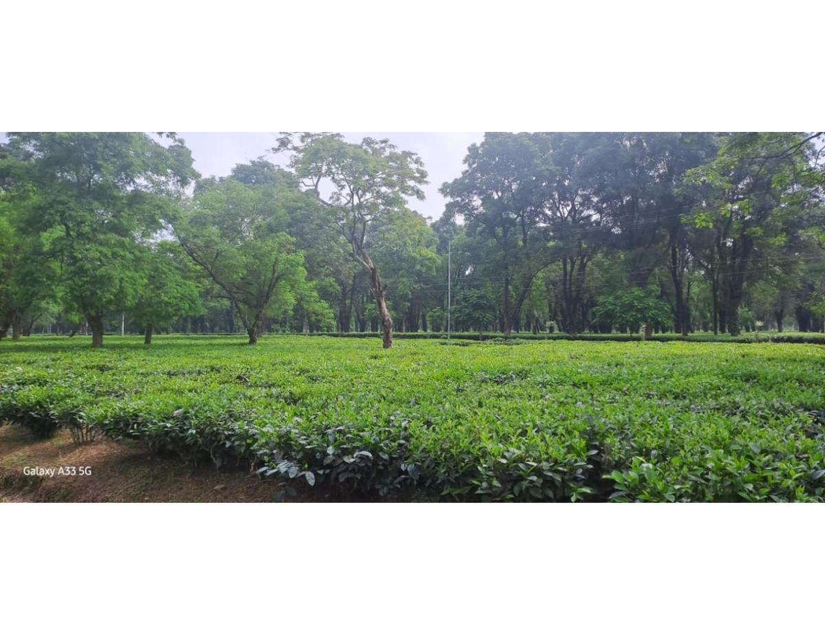 Myna Eco Camp, Raghabbil, Assam - Housity