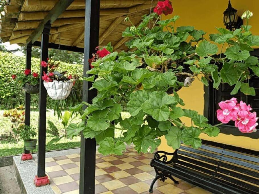 Finca cafetera para tu descanso-Finlandia Quindio - Housity