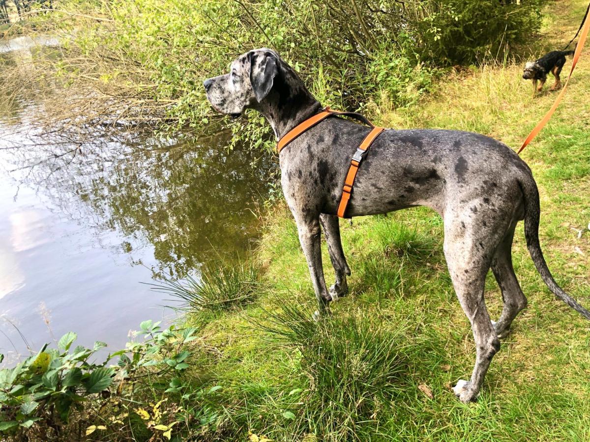 Suitetrails - Auszeit mit Hund im Tiny House im Wald