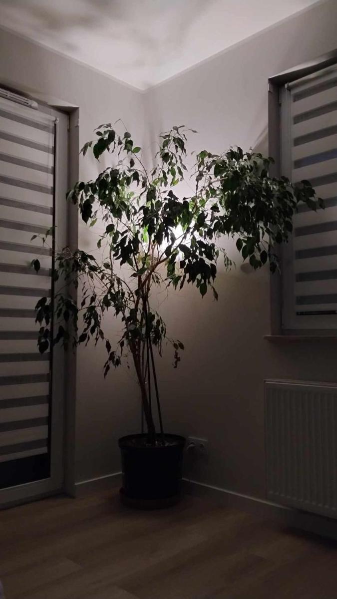 Apartament Zielone Zamienie - Housity