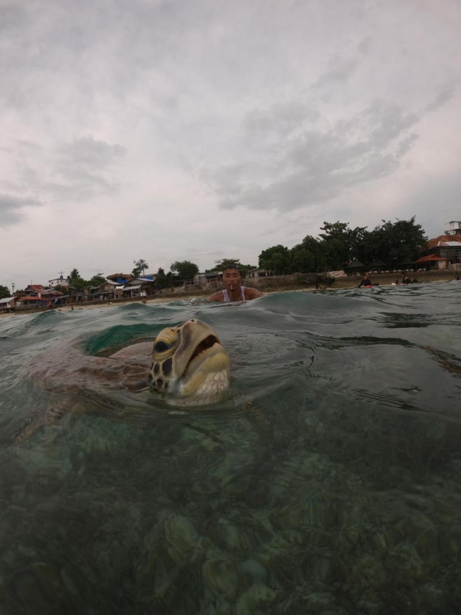 Moalboal Indino's Guesthouse sardines run and sea turtle 1 minute walking distance - Housity