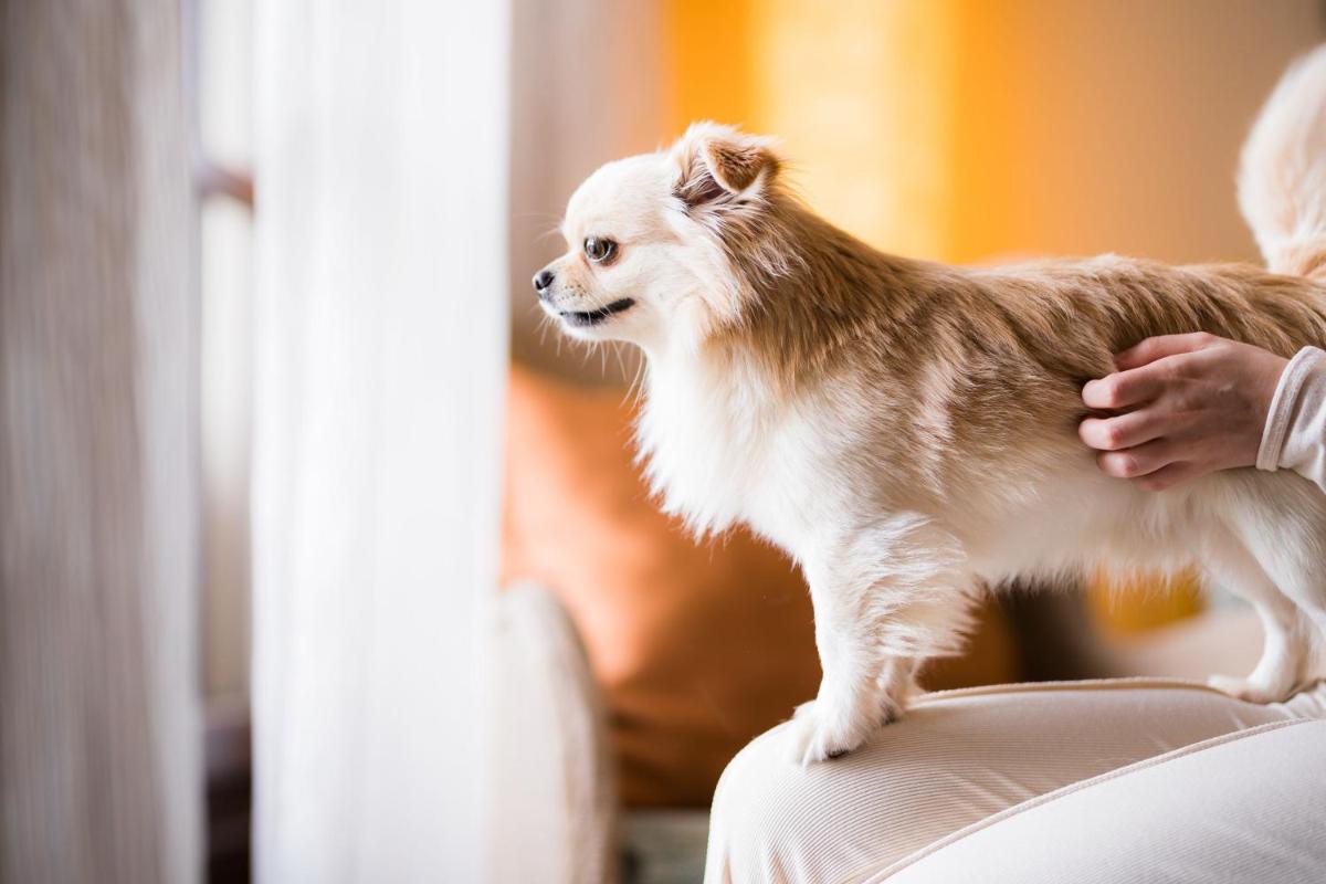 Mascotas con sus dueños en Sheraton Mallorca Arabella Golf Hotel