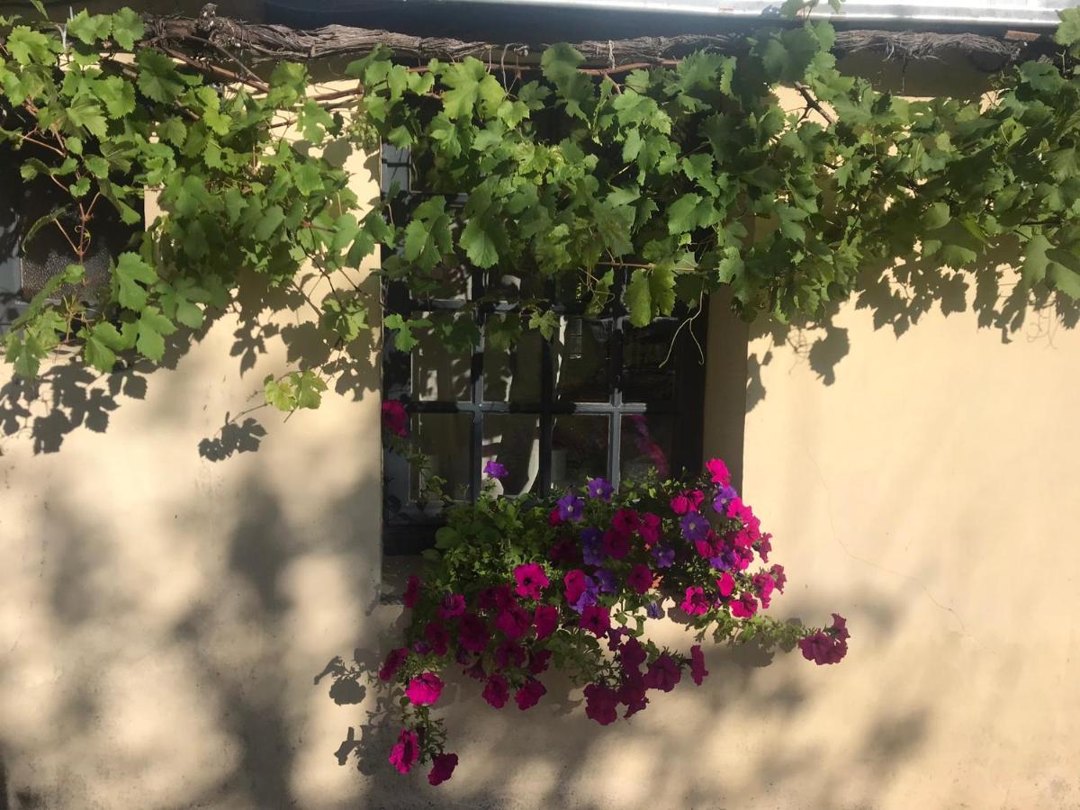 La Vigne - Housity