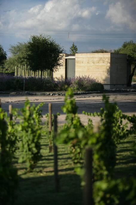 Suitetrails - Viñedo Bodega 1881