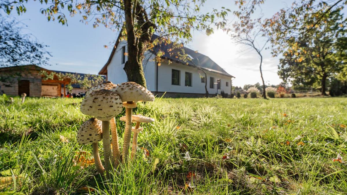 Dom Przy Puszczy Noteckiej - Housity
