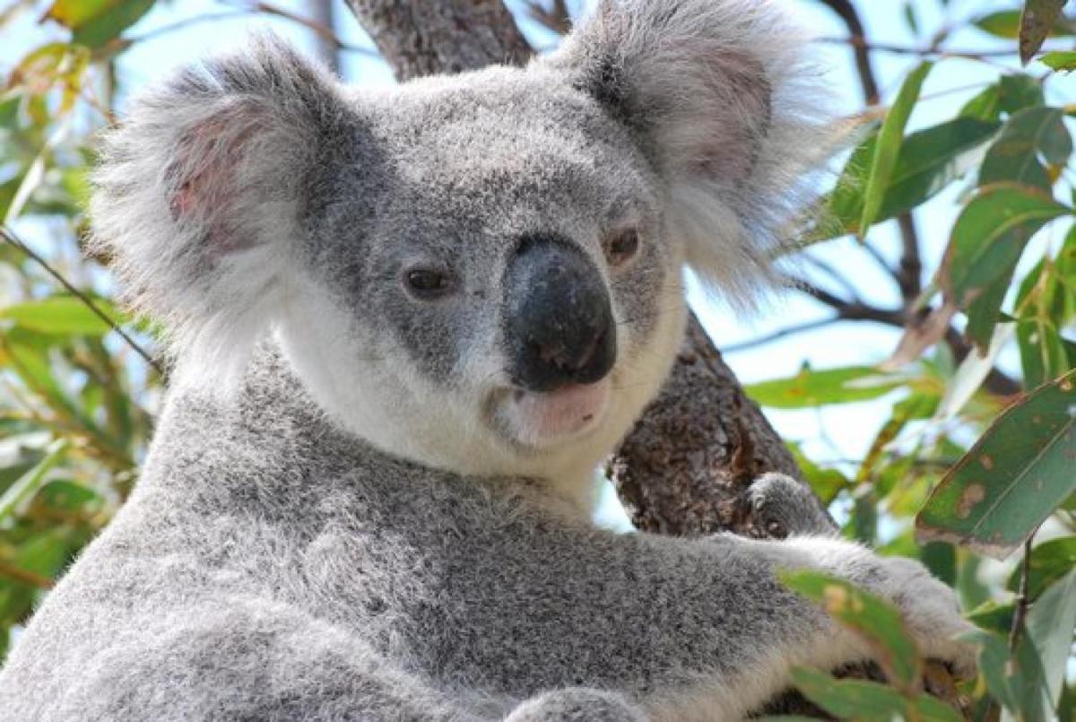 AFFORDABLE ISLAND ESCAPE! Queen Studio, Nelly Bay - Housity