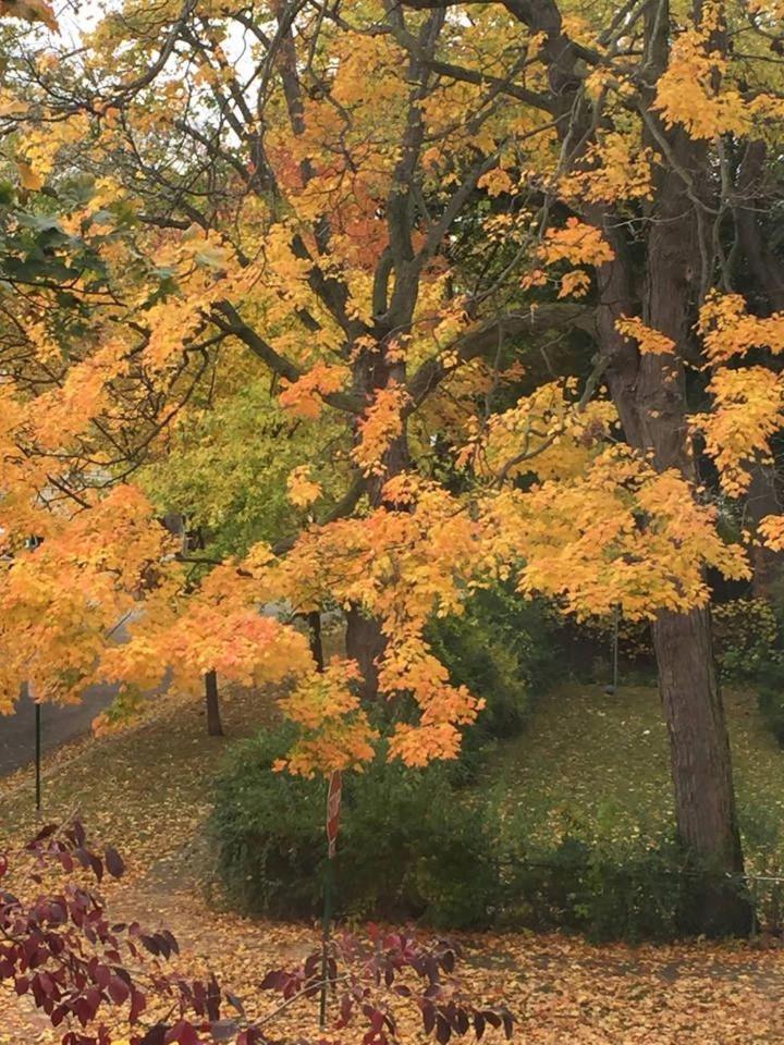 Oak Park Beauties - Tree Lined Streets - Walkable - Housity