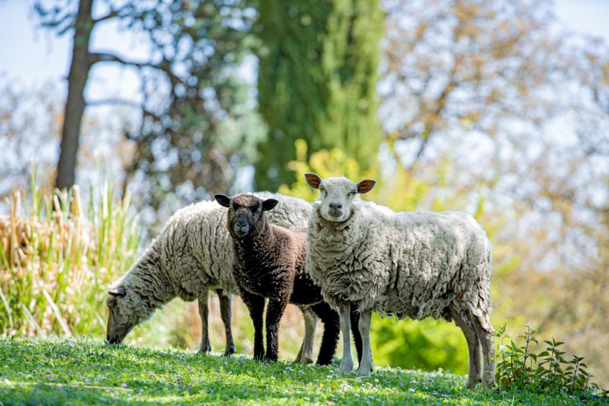 Animaux dans l'hôtel ou à proximité
