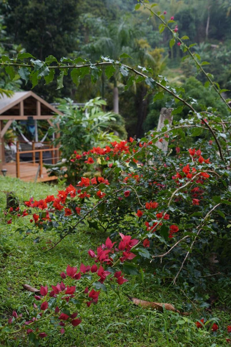 El Yunque Waterfalls Romantic Stay at Casa Parcha - Housity