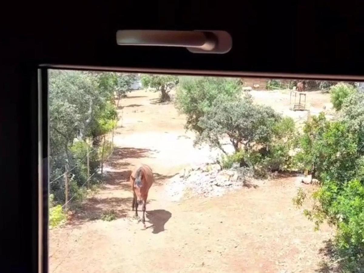 Location Tiny House Loule - Housity