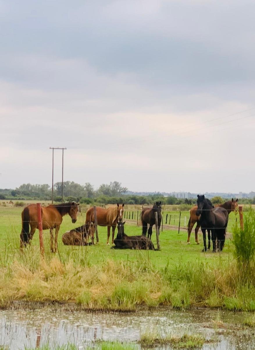 Retief Equine and Guest Farm - Housity