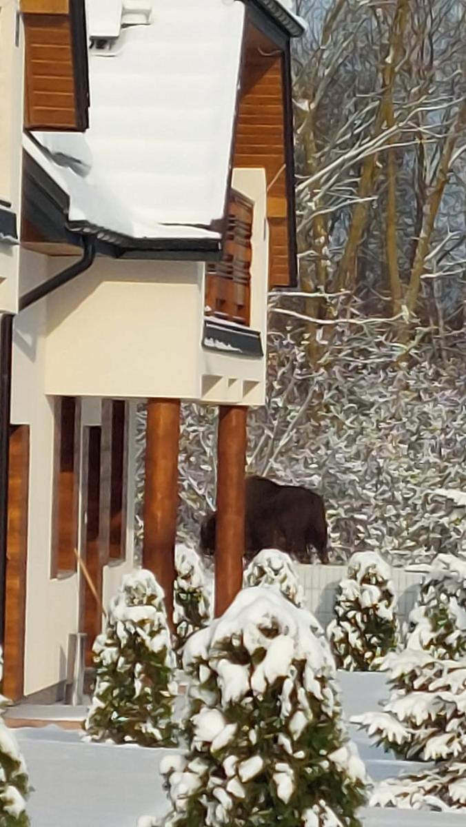 Apartamenty Pod Magnolią - Housity