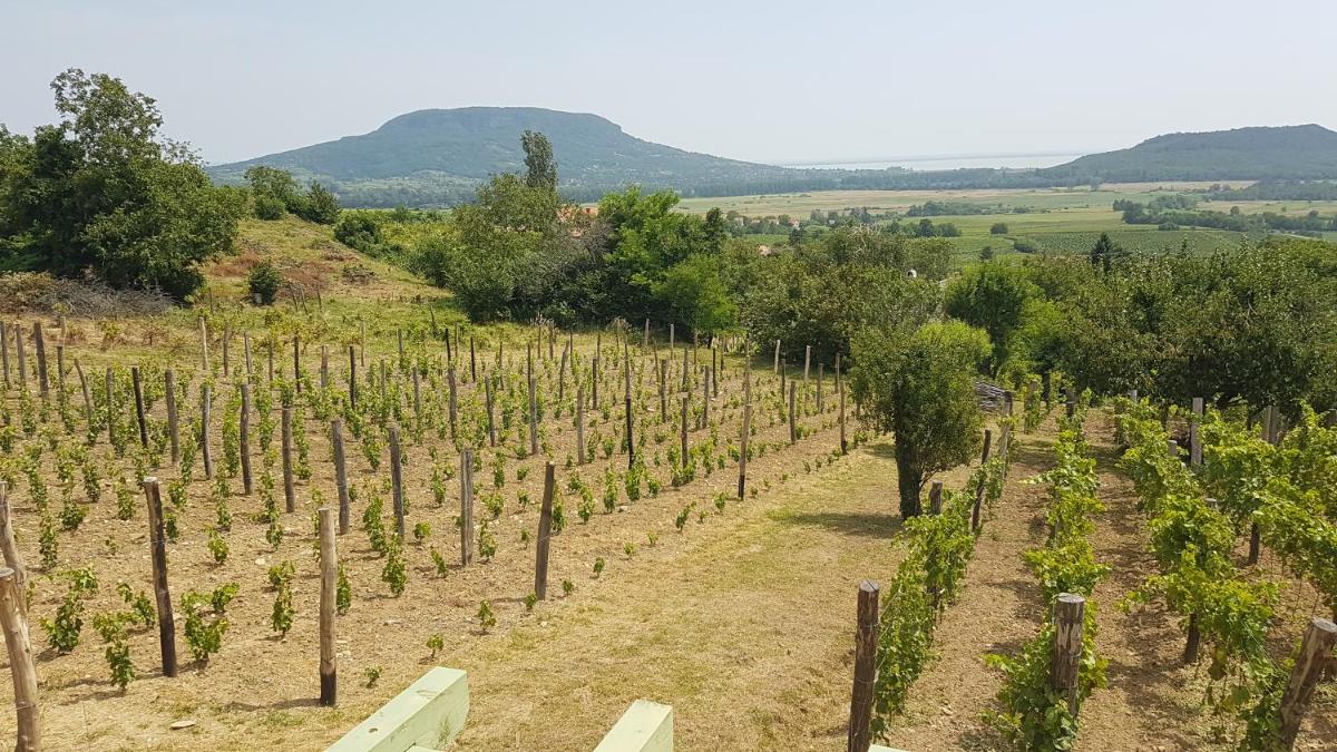 Grand Cru 2. Vendégház - Housity