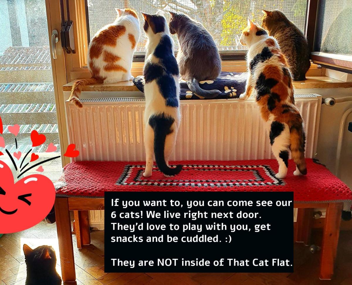 That Cat Flat - free parking, near city center, cats! - Hizvo