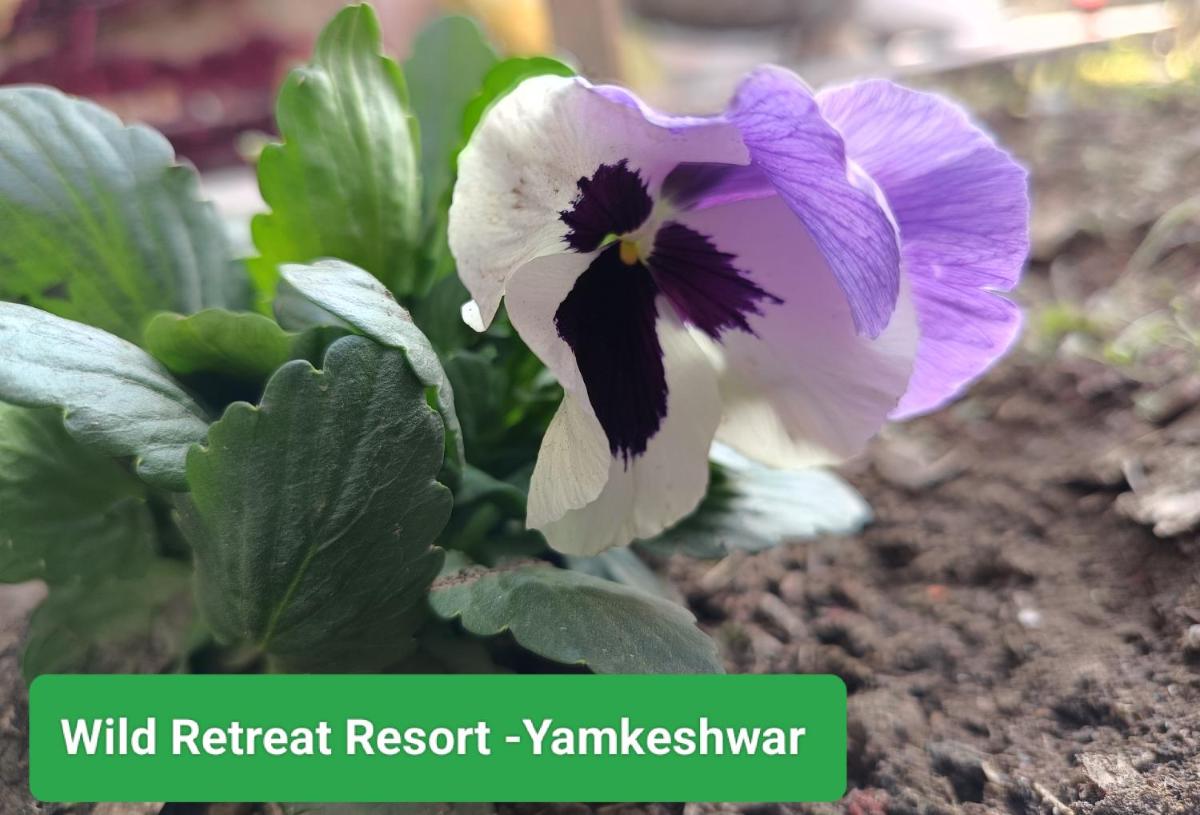 Wild Retreat Yamkeshwar (unit of GMVN) - Housity
